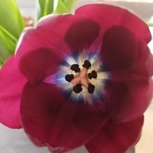 Meet your Posher, Renee